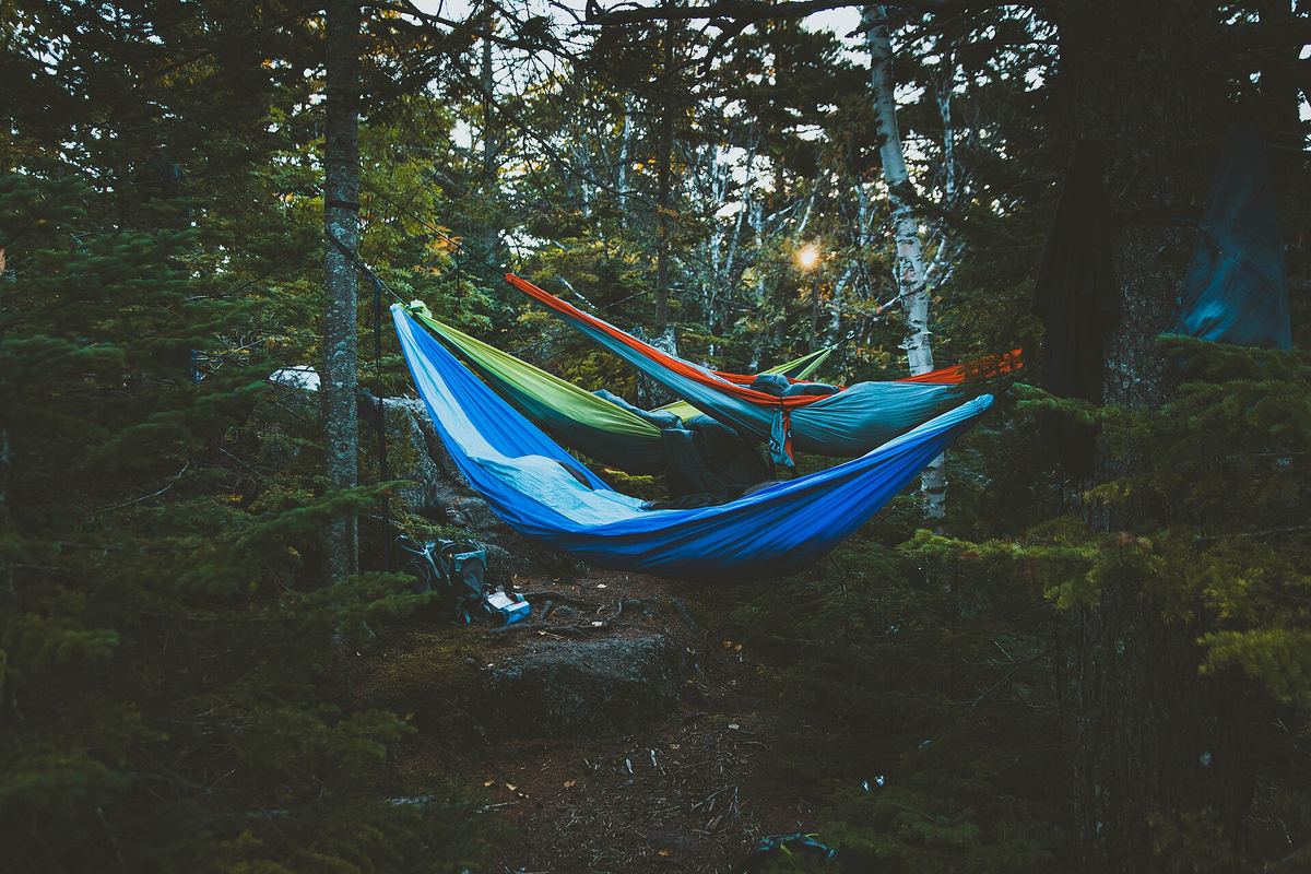 Hammocks strung between trees