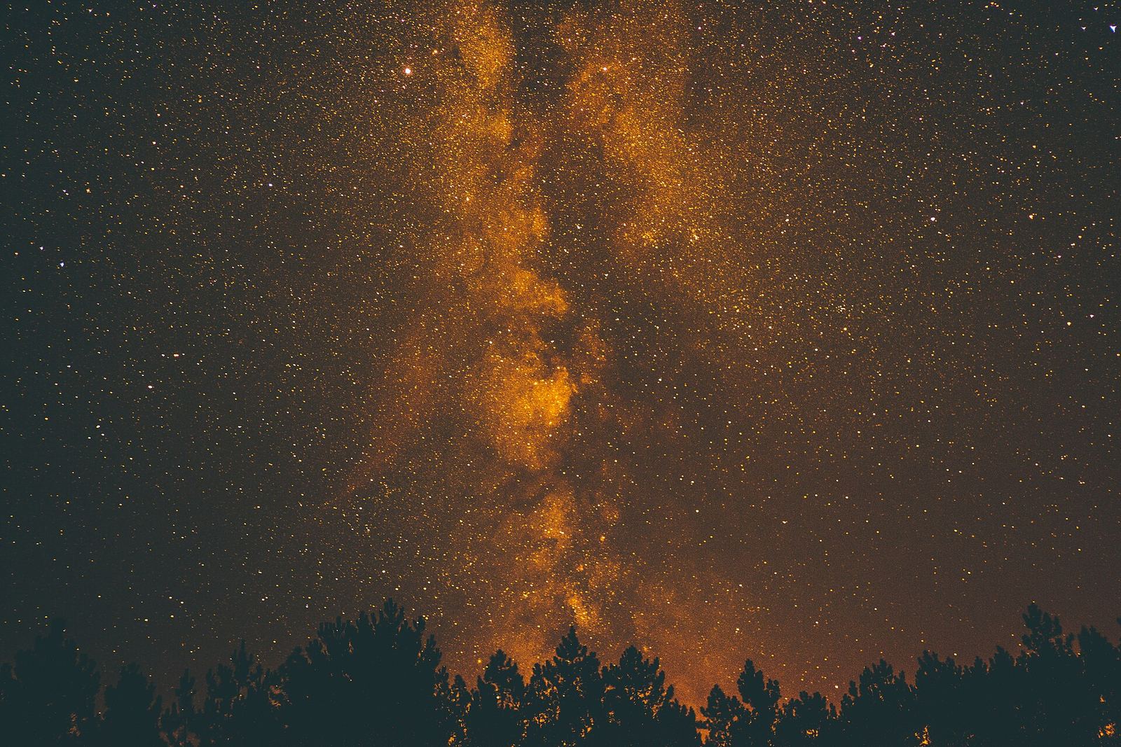 The Milky Way over a dark treeline