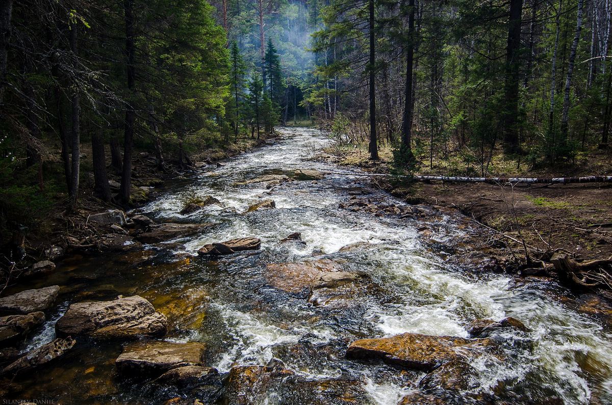 A rocky stream running through a forest