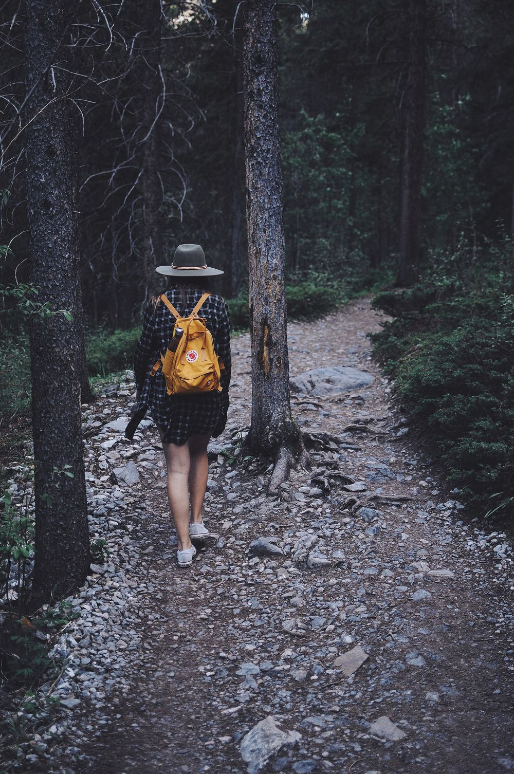 A hiker on a forest trail